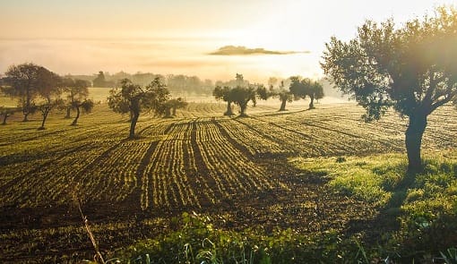 Italian olive groves in the sunset